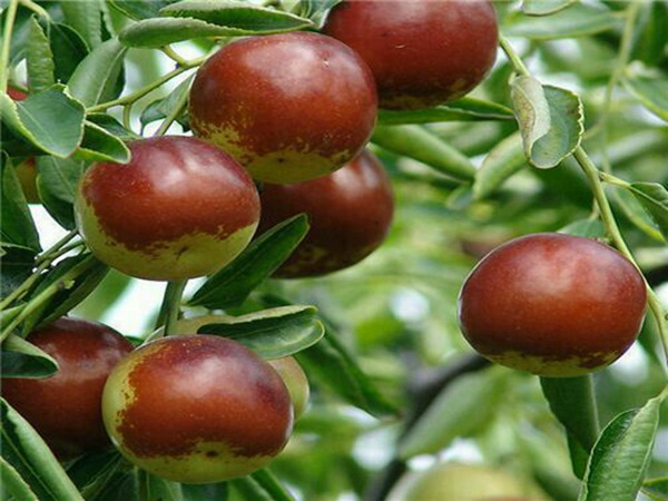 短枝蜜枣树亩产高，高产量