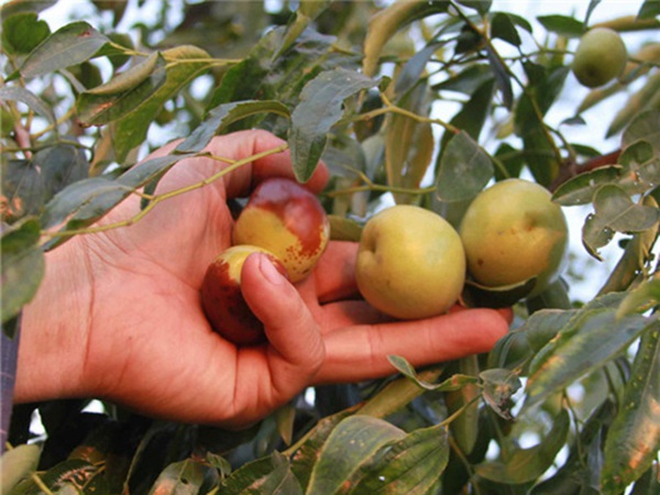 短枝蜜枣树亩产高，高产量