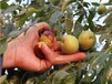 泗洪大枣苗目前全国最好的枣树苗品种