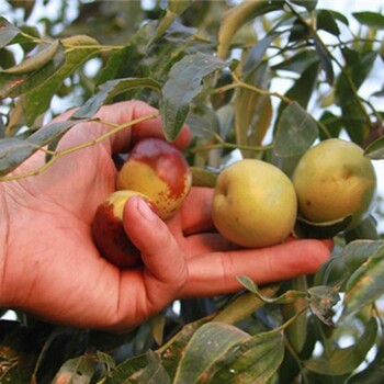 新金丝4号枣树适合湖北省的枣树苗品种