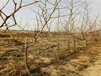 新金丝枣树苗初种植易遭遇的病虫害