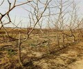新金丝枣树苗初种植易遭遇的病虫害