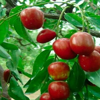 泗洪大枣树枣树苗哪个品种比较好