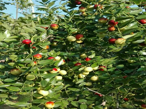 无核枣树定植年，如何进行夏剪