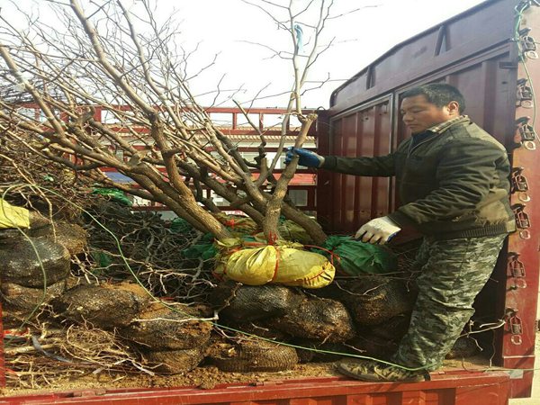 鲜脆1号枣树苗种植枣树苗基地