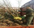 磨盤棗樹苗直銷基地，量大從優