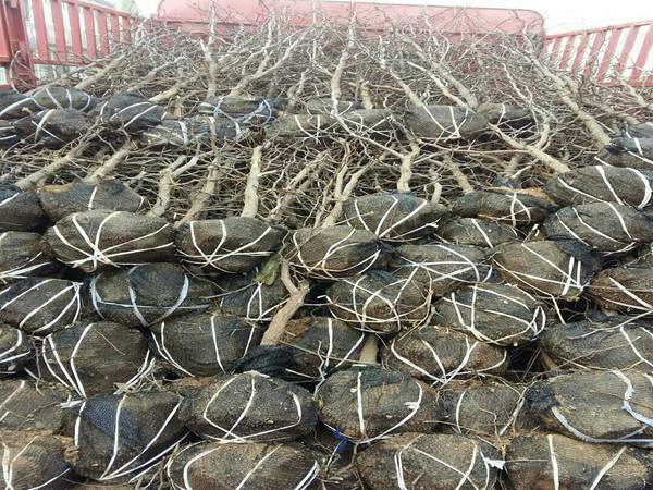 磨盘枣树苗适合安徽省种的枣树苗品种
