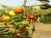 红枣苗发展前景最佳的品种