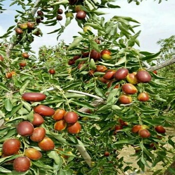 新金丝枣树苗常用的树形