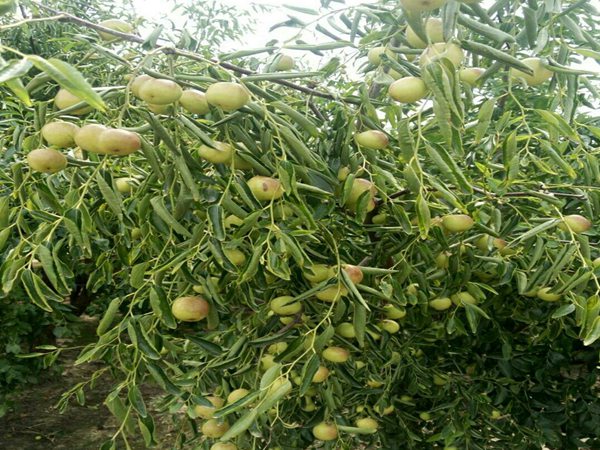 新金丝枣树苗常用的树形