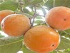 胎里红柿子苗最适合山东省种的柿子树苗品种