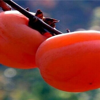 大红袍柿子树苗好吃的柿子品种