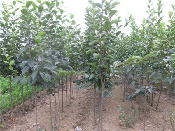 富晒甜柿子树适合山西省种的柿子树苗品种