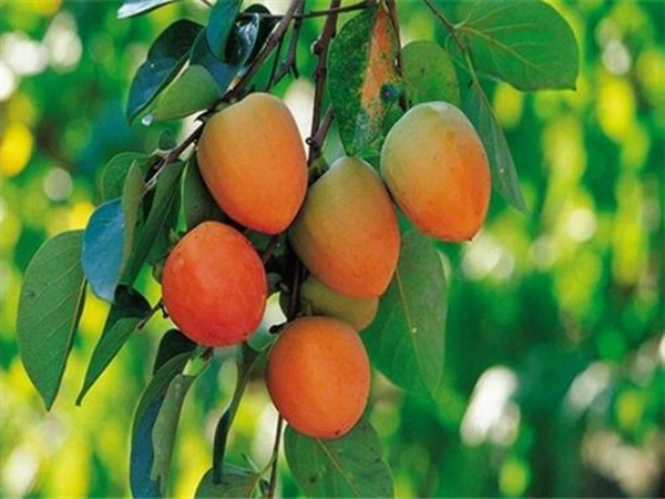 新东阳甜柿子树密植种植的整枝要求