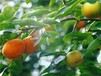 新東陽甜柿子樹最好吃的柿子品種