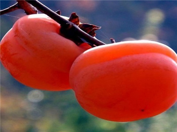 罗田柿子苗挂树时间长的柿子品种