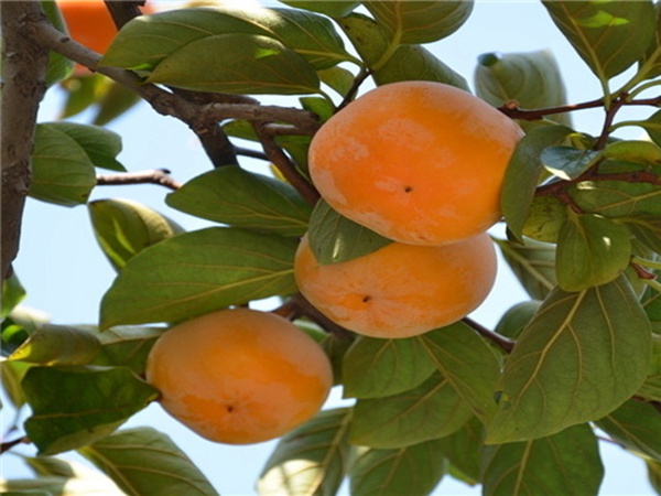 新东阳甜柿子树好吃的柿子品种