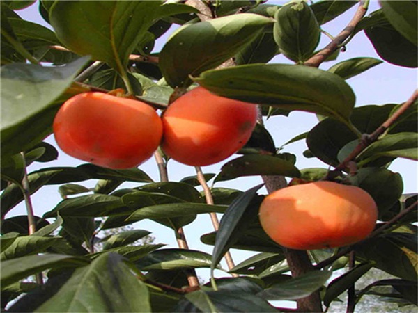 大红袍柿子树苗好吃的柿子品种