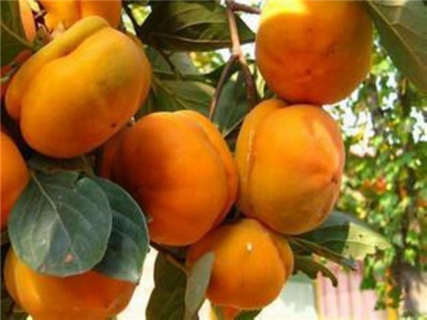 新东阳甜柿子树如何防虫害