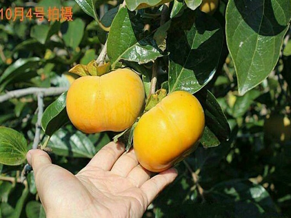 新东阳甜柿子树重庆市柿子树苗