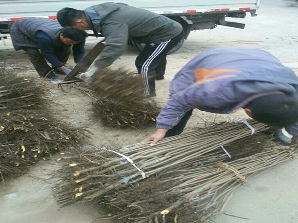 大红袍柿子苗栽植施肥要求