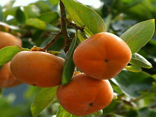 1年生柿子树苗棚栽时花期要点