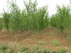 中农红软籽石榴树抗病毒能力强，成活率高