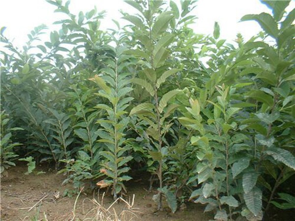 大果黑籽甜石榴树一亩可种植多少棵
