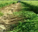 中农红软籽石榴苗幼苗的修剪方式图片