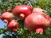 中农红软籽石榴树适合盆栽的品种有哪些