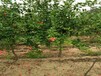 中農紅軟籽石榴樹矮化嫁接的優點