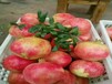 中农红软籽石榴树最好吃的石榴品种