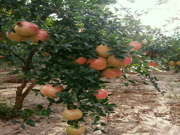 大果黑籽甜石榴树一亩可种植多少棵