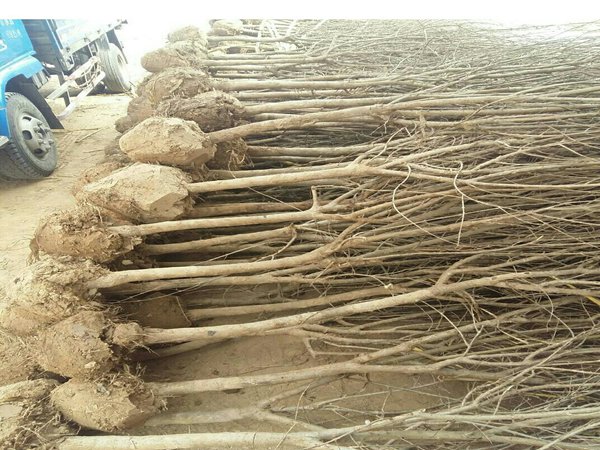 红皮软籽石榴树苗不套袋新品种有哪些