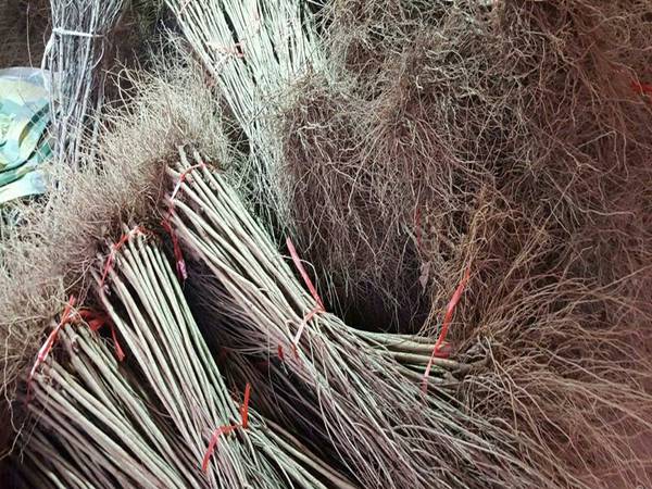 红皮软籽石榴树苗越冬防护的技术要点