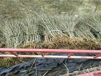 大红袍石榴树成活率高达90%以上图片4
