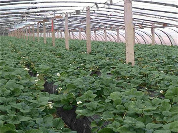 京泉香草莓苗新品种上市