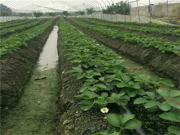 圣诞红草莓苗适合广东省种的草莓苗品种