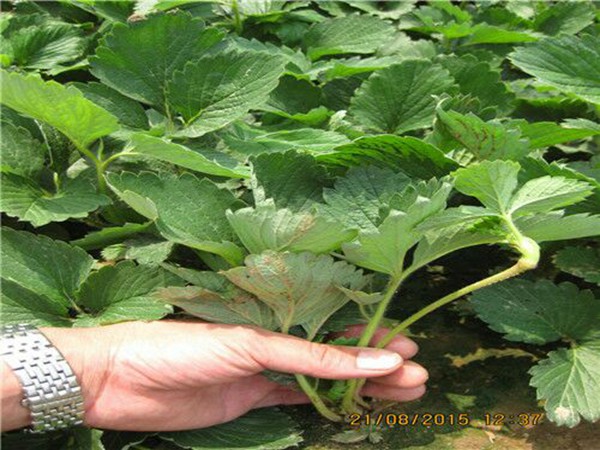 咖啡草莓苗适合陕西省种的草莓苗品种