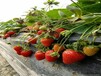 日本99草莓苗大田栽培要点