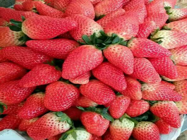 宝交草莓苗新品种