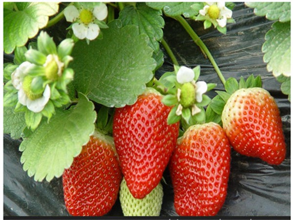 红实美草莓苗草莓苗怎么修剪