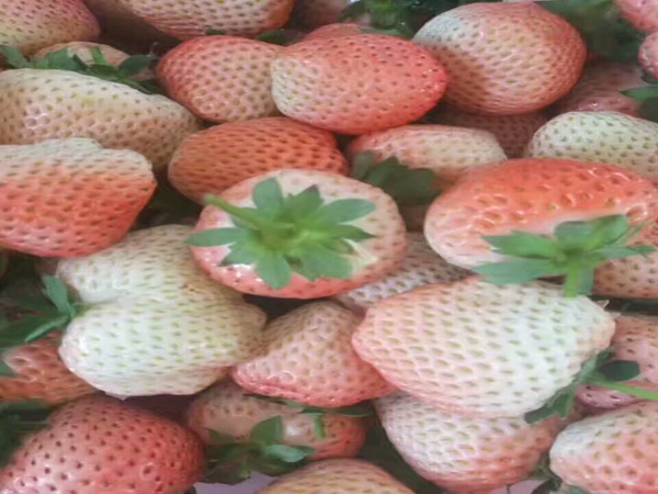 新世纪草莓苗选购草莓苗注意什么