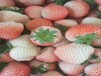 菠萝草莓苗嫁接繁殖技术