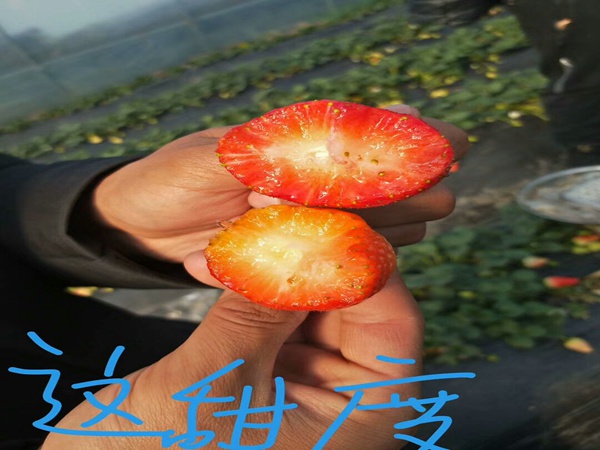 草莓苗北方主要种植的品种