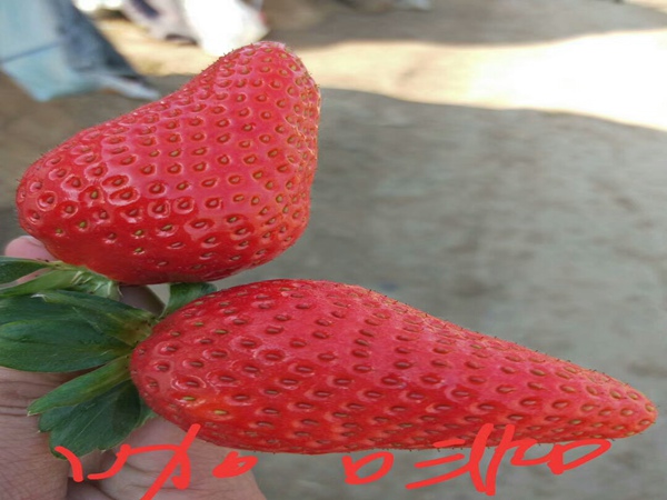 公主草莓苗/提供报价