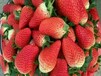 明旭草莓苗建园最佳种植密度
