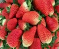 明旭草莓苗建园最佳种植密度