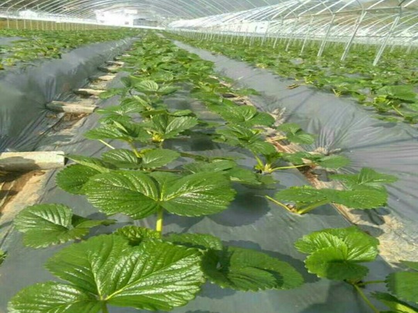 咖啡草莓苗适合陕西省种的草莓苗品种