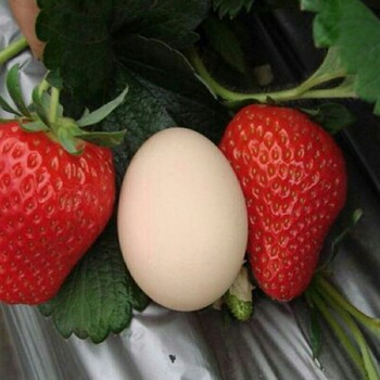美德莱特草莓苗矮化密植应注意事项